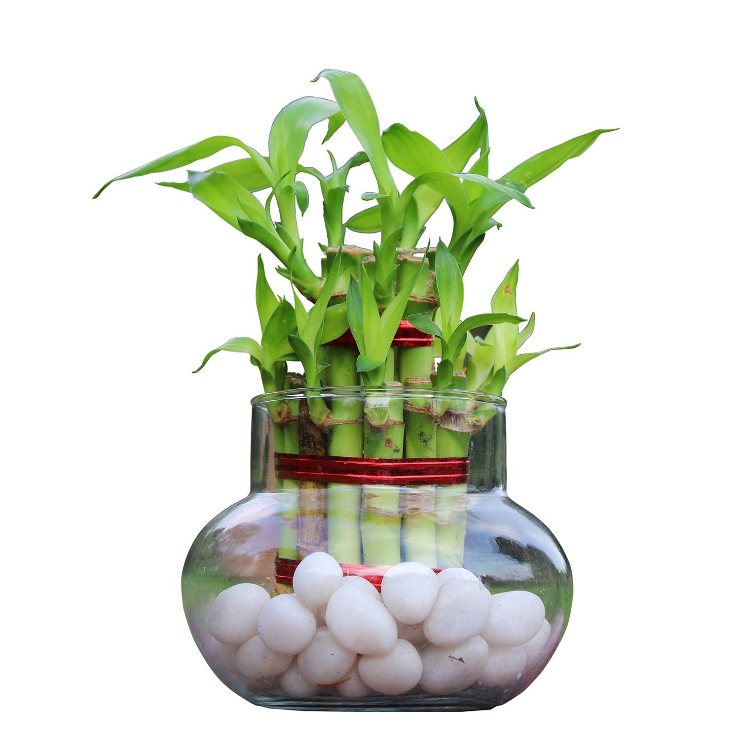 Lucky Bamboo Plant Arrangement in Clear Glass Bowl with White Pebbles