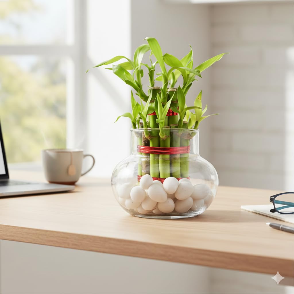 Lucky Bamboo Plant Arrangement in Clear Glass Bowl with White Pebbles