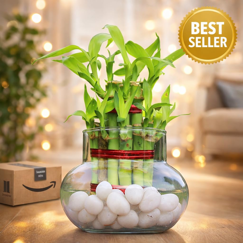Lucky Bamboo Plant Arrangement in Clear Glass Bowl with White Pebbles