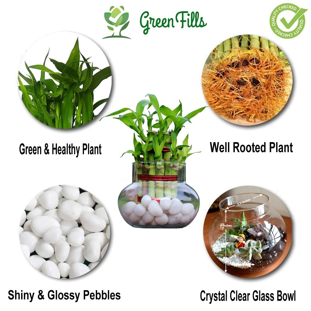 Lucky Bamboo Plant Arrangement in Clear Glass Bowl with White Pebbles