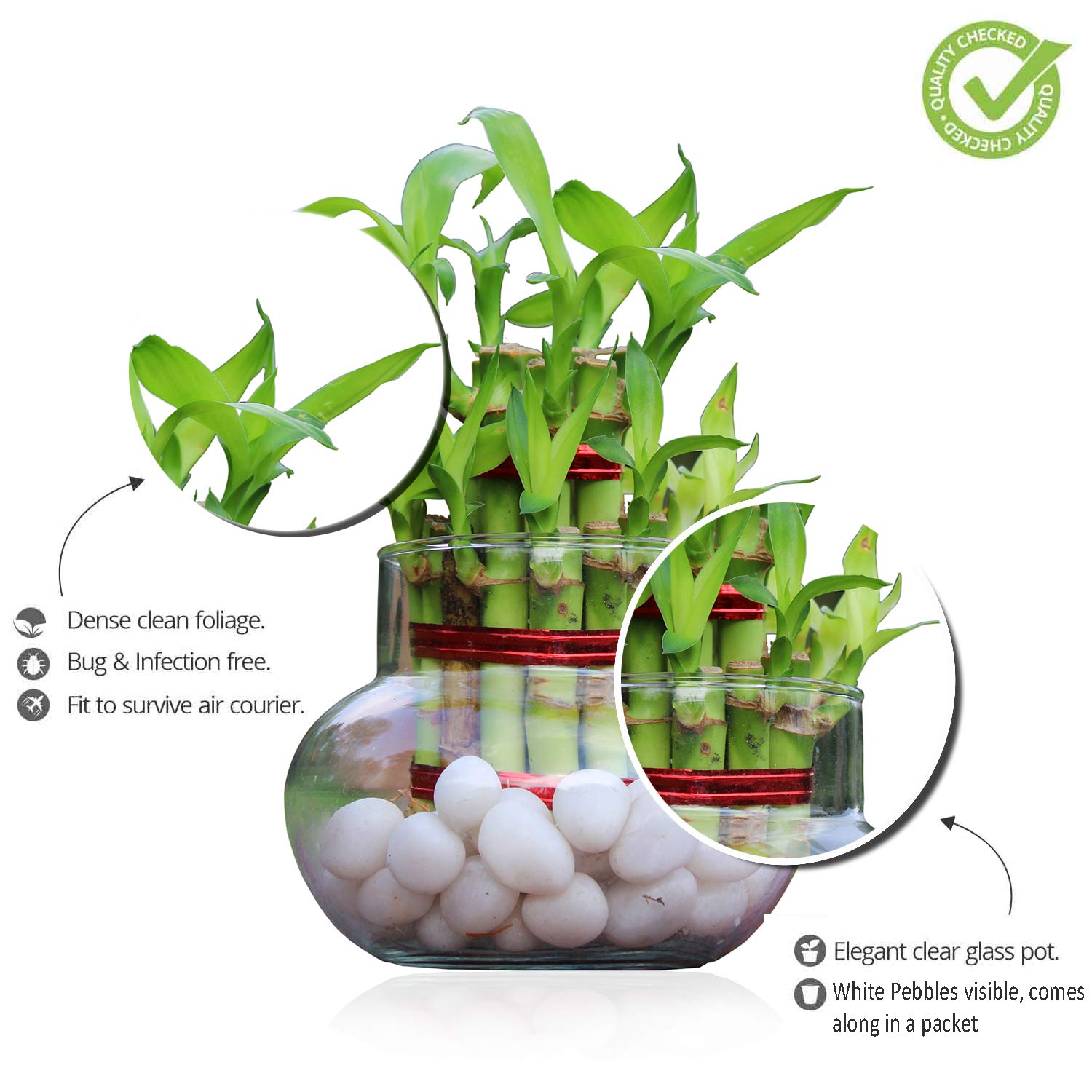 Lucky Bamboo Plant Arrangement in Clear Glass Bowl with White Pebbles