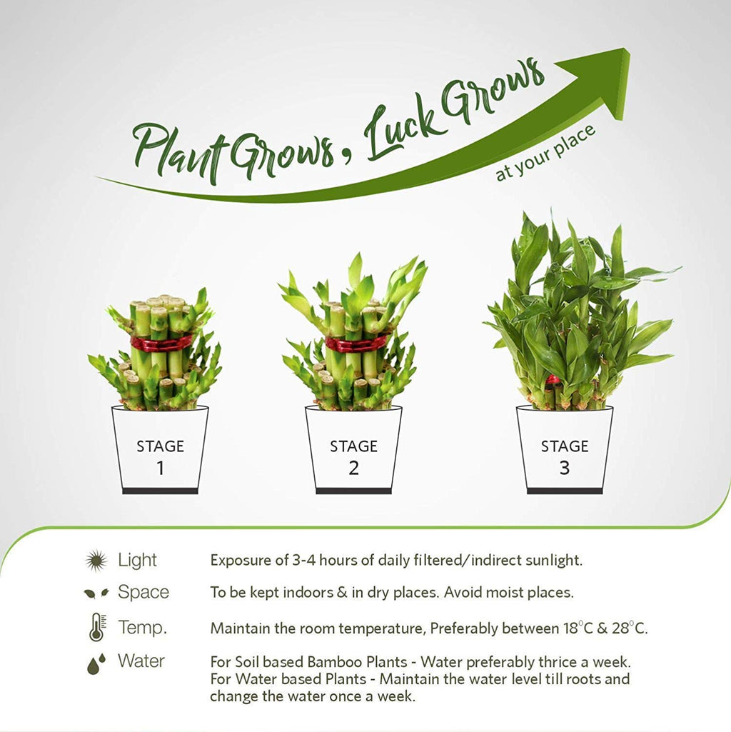 Lucky Bamboo Plant Arrangement in Clear Glass Bowl with White Pebbles